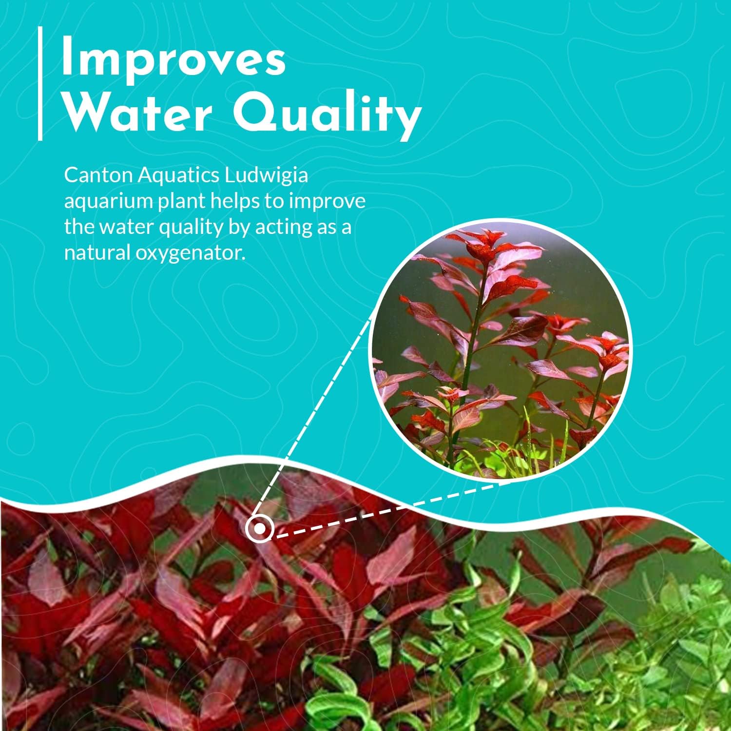 Live Aquarium Ludwigia Repens Plants - Great Background for Fish - Long Lasting & Easy to Maintain - Suitable for Summer & Winter - Natural Oxygenator - Bunch - Dark Red