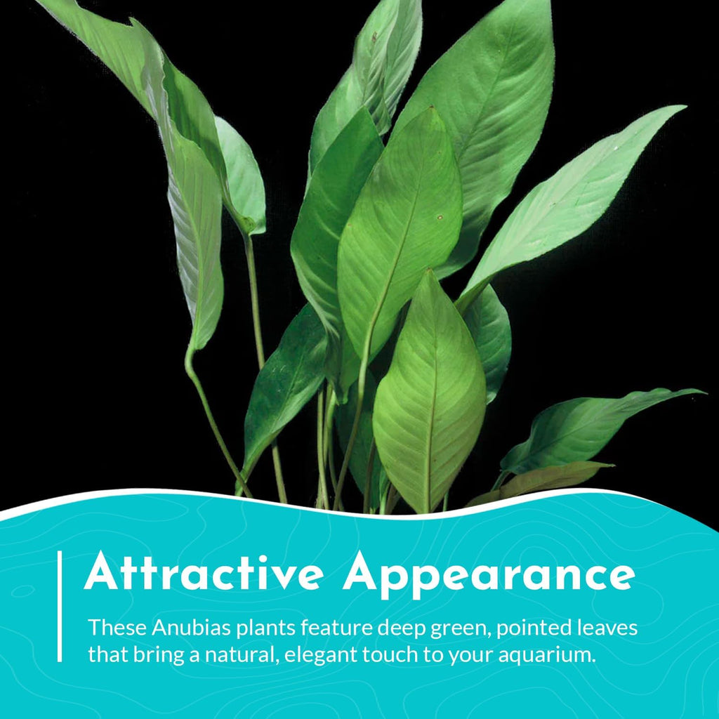 Anubias Frazeri Medium - Easy to Care Live Aquatic Plant for Freshwater Aquarium - Low Light, Hardy, Perfect for Beginners - Natural Decoration for Fish & Shrimp Tank Safe - 3-5 Inches