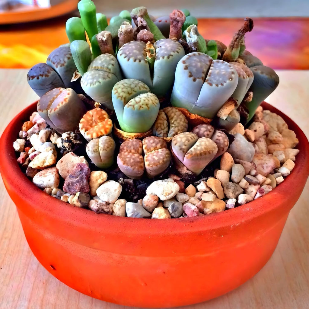 Lithops Large Random Mix Living Stones Succulent Plants Live | 30 Pcs Live Lithops Seedlings | Bare Root Without Pot or Soil, Suitable for Indoor or Outdoor Gardens & Office Use, Friend Plant Lovers