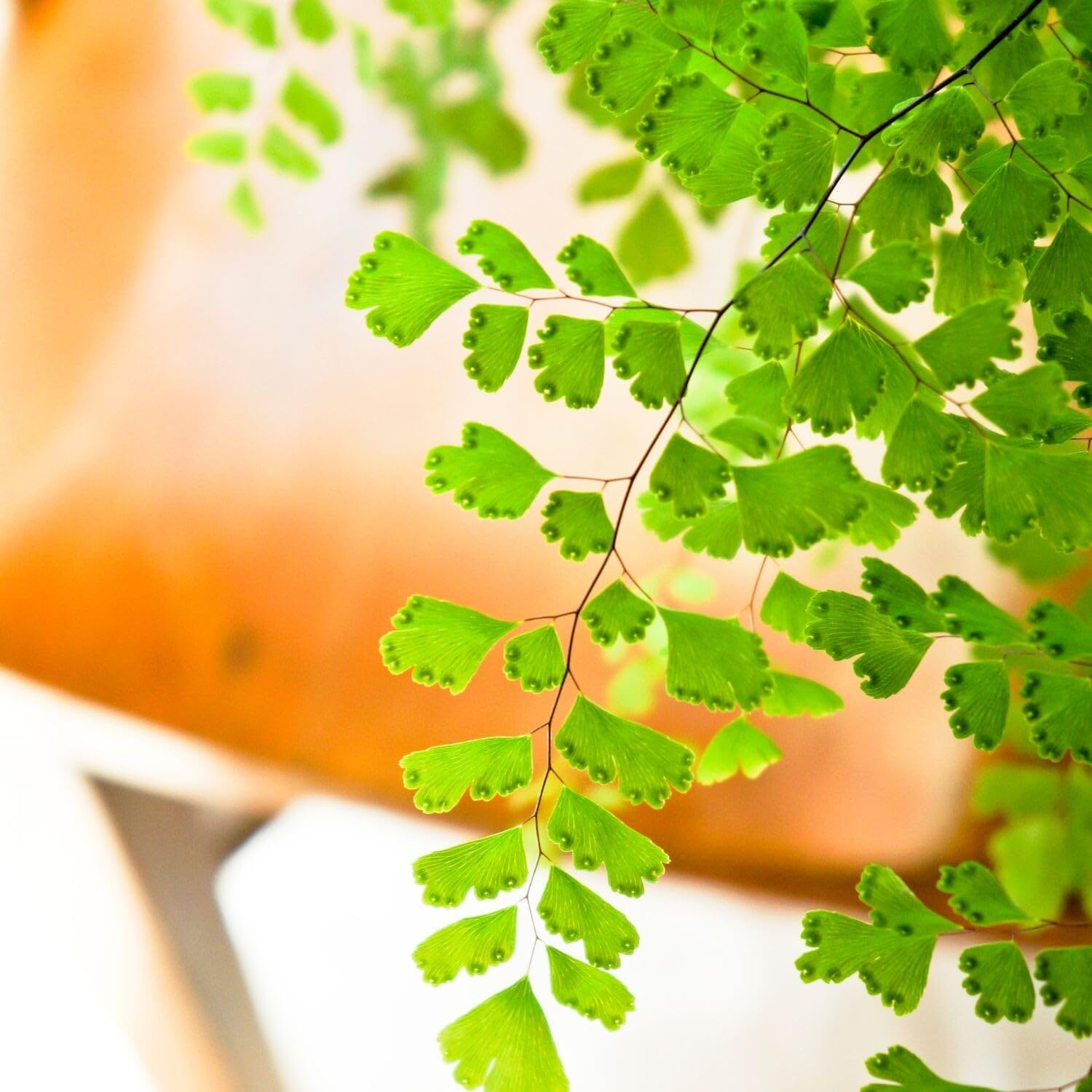 20 Fern Rhizomes, Maidenhair Fern Plants Live, Live Fern Plants, Fern Ground Cover Plants Live, Fern Live Plants, 20 Roots