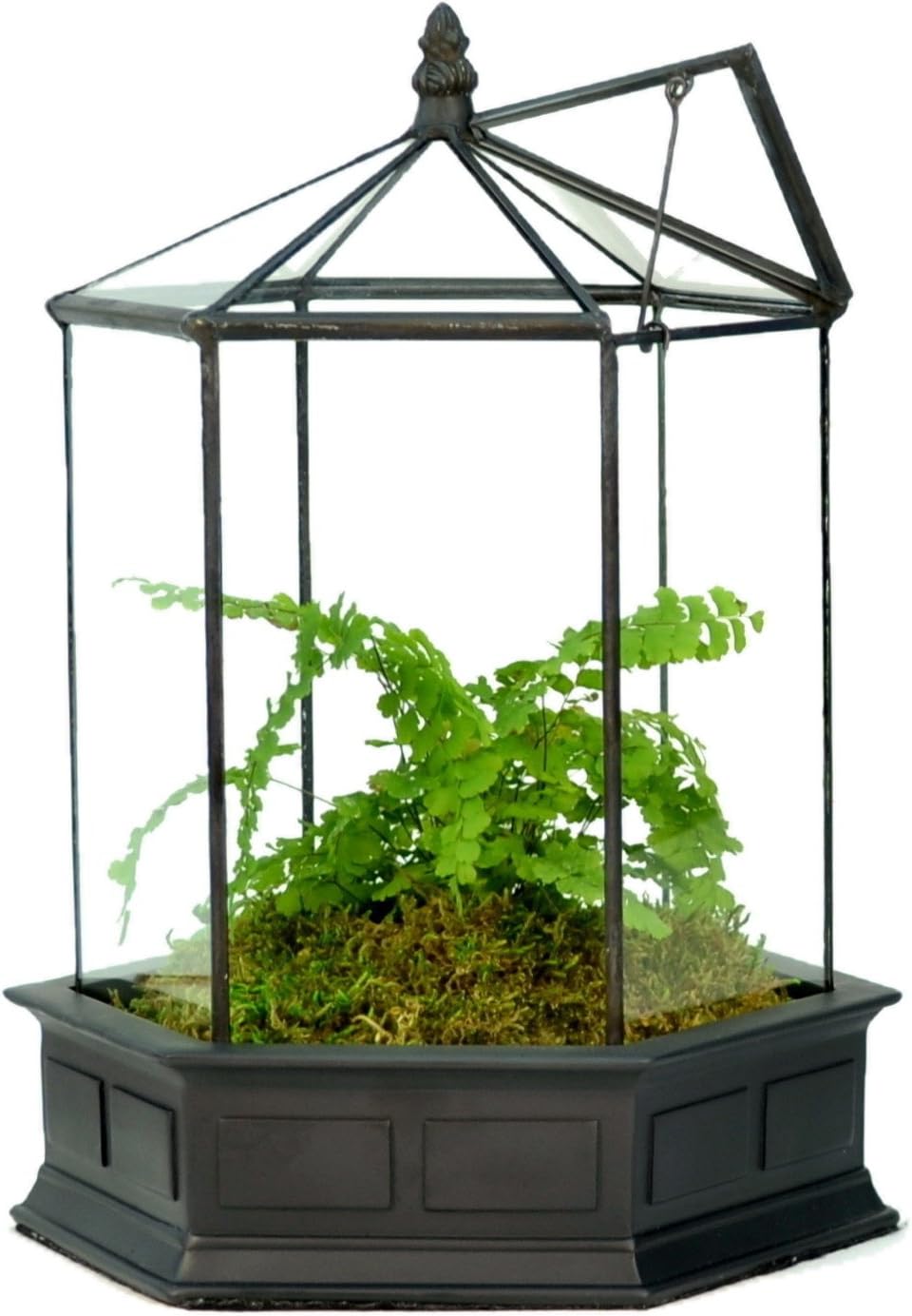 H Potter Glass Terrarium Succulent Planter Wardian Case Plant Container Six Sided WAR151