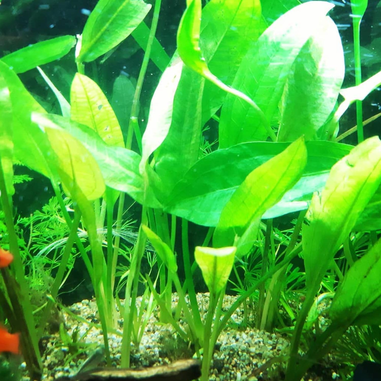 5X Sword Echinodorus Amazonicus Bundle Aquarium Live Plant for Fish Tank Decoration