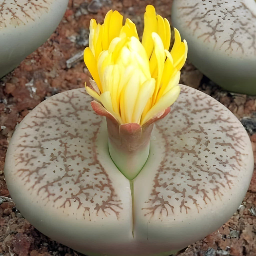 Lithops Large Random Mix Living Stones Succulent Plants Live | 20 Pcs Live Lithops Seedlings | Bare Root Without Pot or Soil, Suitable for Indoor or Outdoor Gardens & Office Use, Friend Plant Lovers