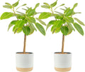 Costa Farms Ficus Audrey Tree Live Plants in Decorative Pot, Large Indoor Houseplant, Perfect for Home, Room, or Office Decor, Great House Warming or Birthday Gift, 3-4 Feet Tall, Pack of 2