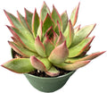 Live Succulent Plants Echeveria 'Agavoides Horse', Easy Care Potted Succulents in 4" Pots, Indoor Houseplant, Unique Gifts, Home Office Décor