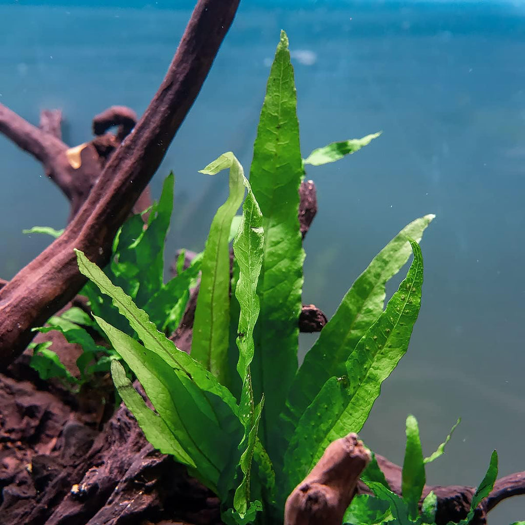 SubstrateSource Java Fern Live Aquarium Plants - Freshwater Plant for Fish Tanks - Beginner Friendly, Low Light (Java Fern, Bare Root (1 Piece))