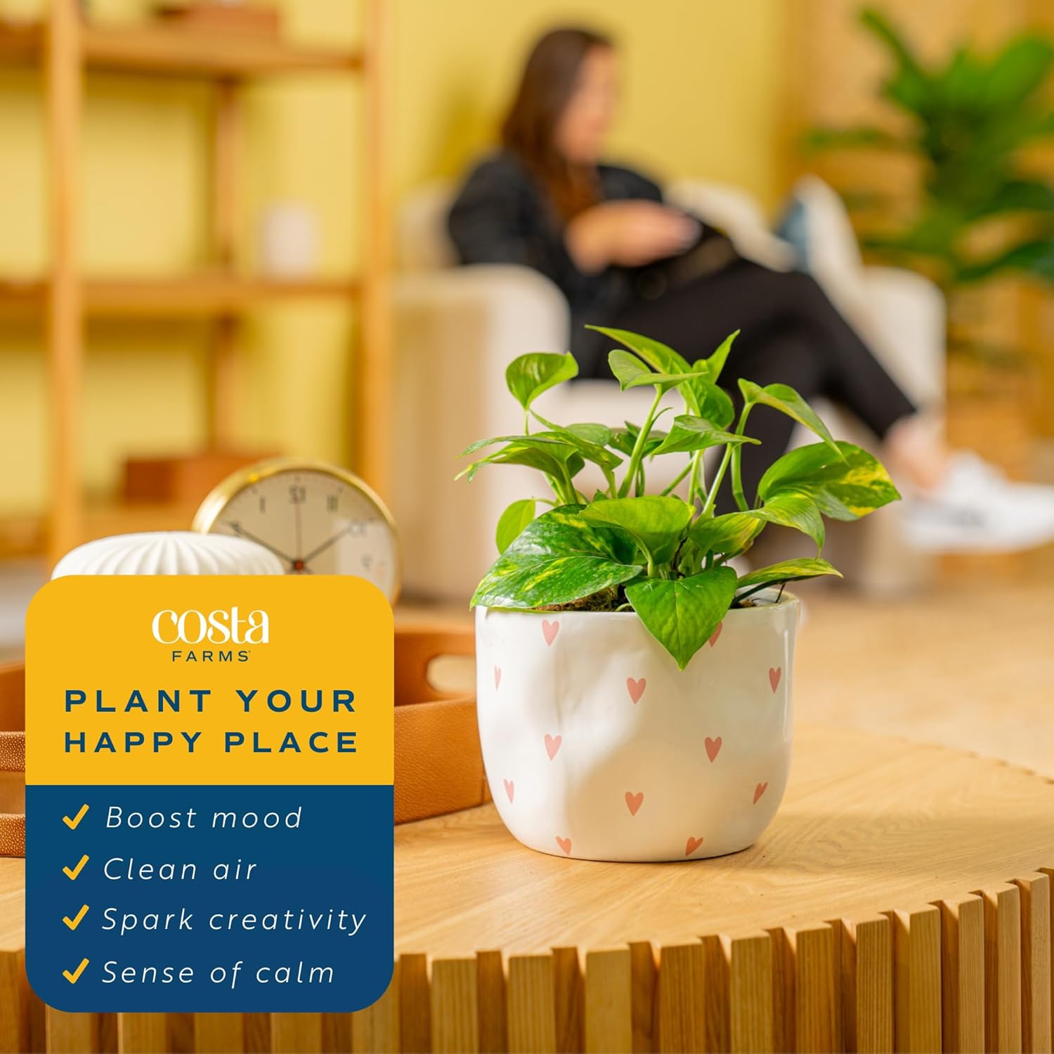 Costa Farms Golden Pothos Live Plant, Easy to Grow Vining Live Indoor Houseplant in Décor Planter, Real Plant for Housewarming Gift, Home or Room Decor, 10-12 Inches Tall