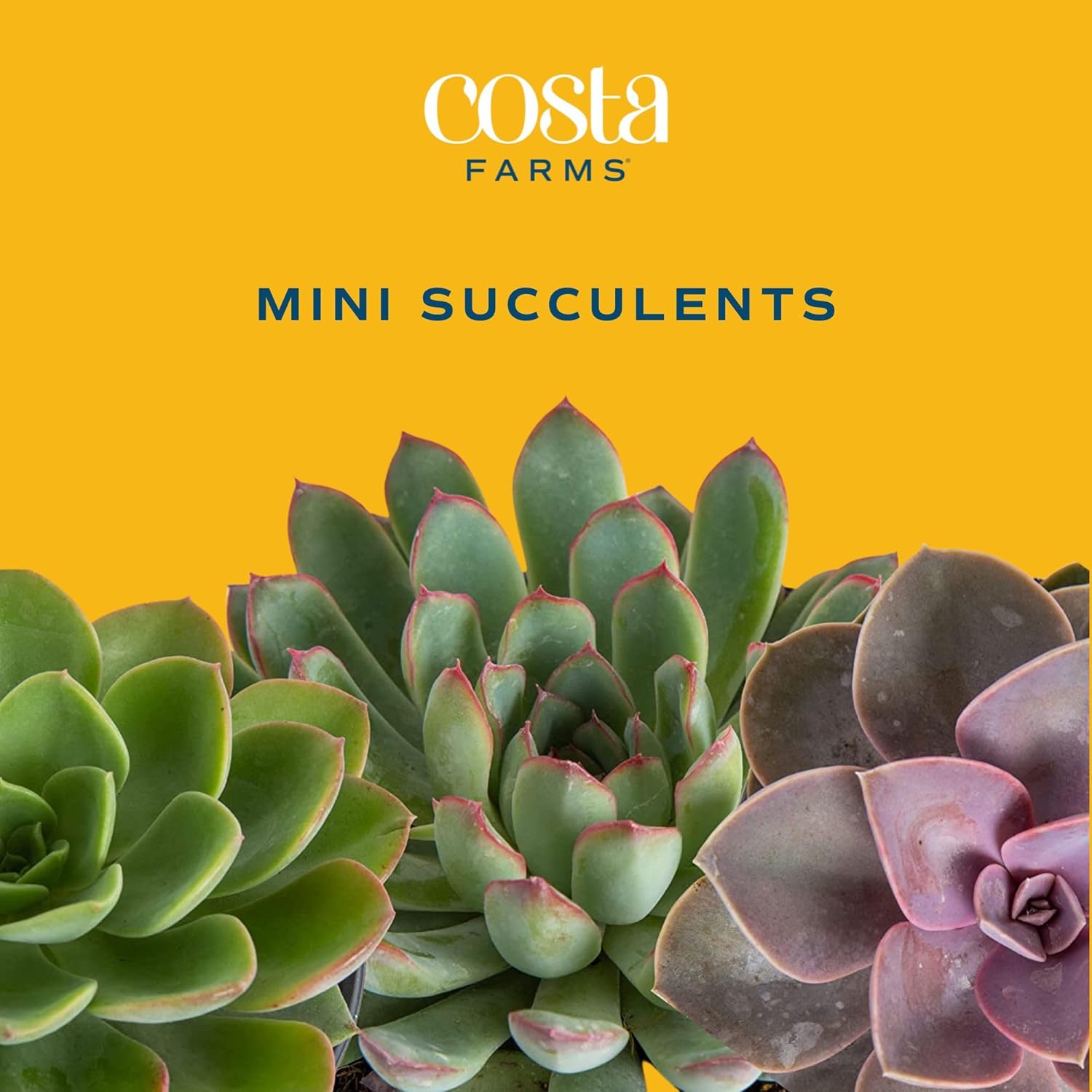 Costa Farms Succulent Plant, Live Indoor Mini Succulent Plant in Hanging Basket Succulents Plant Pot, Potting Soil Mix, Grower's Choice, Easy Grow Houseplant, Home and Room Decor, 2-Inches Tall