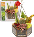 D'Eco Glass Mini Hexagon Display - Tabletop or Hanging Planter Terrarium for Home & Office Decor - Fill w/Succulents, Holiday Decorations, Mini Trees & Ornaments - Xmas Gift for Plant Lovers