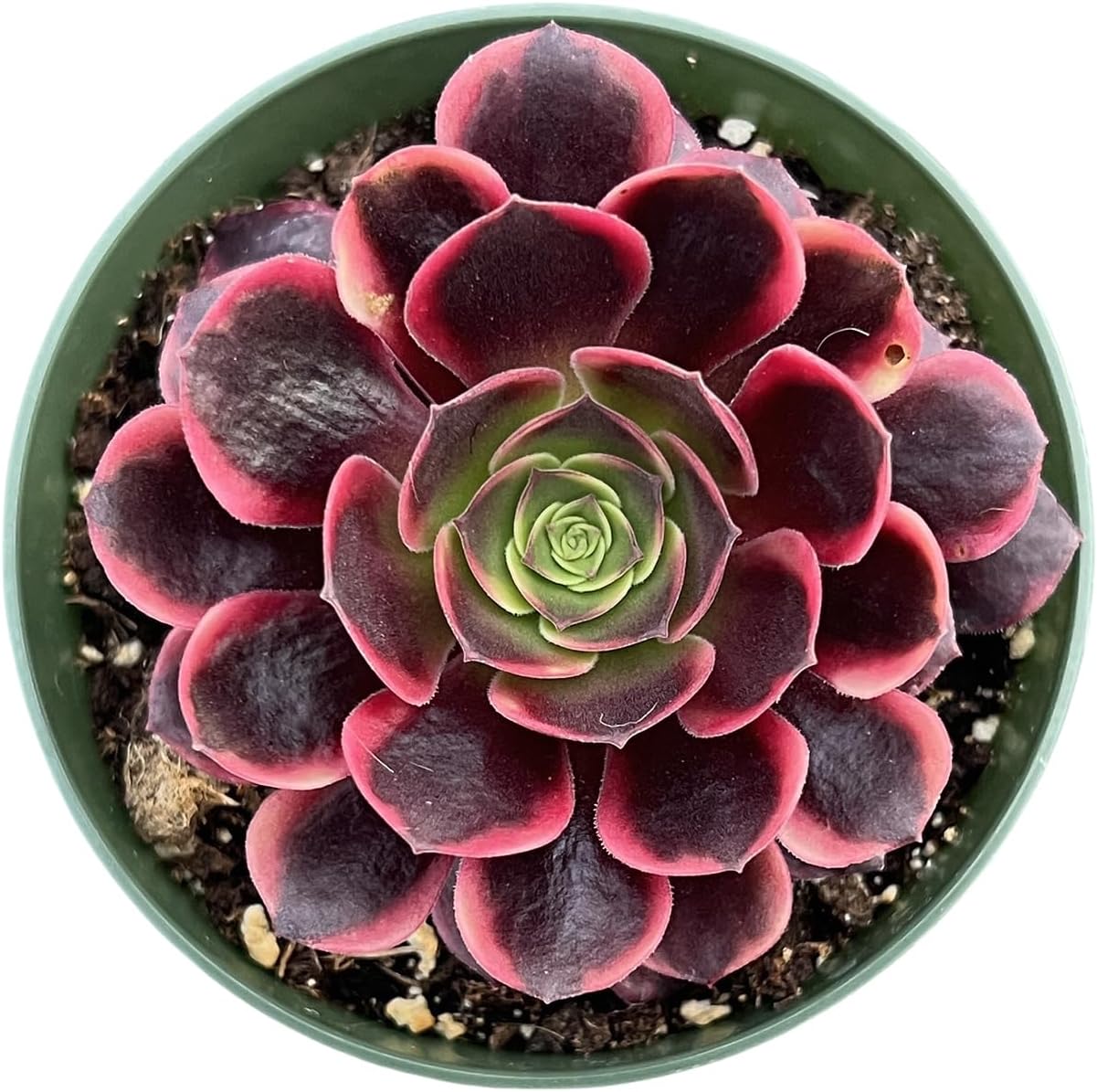 Sprout N Green Aeonium 'Superbang', Live Rare Succulent Potted 4" Planter, Real House Plant for Party Favors Home Indoor Outdoor Garden Wedding Decoration DIY Projects
