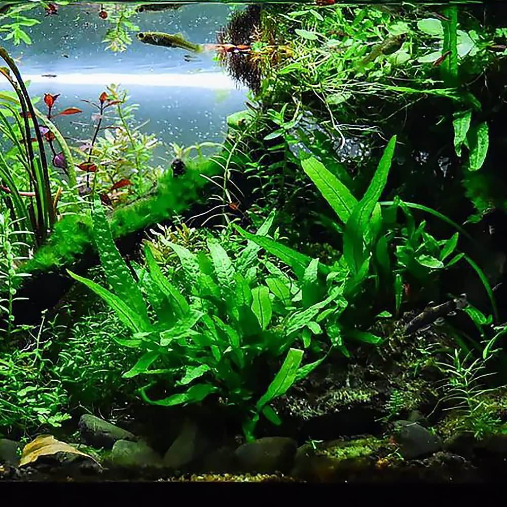 SubstrateSource Java Fern Live Aquarium Plants - Potted Freshwater Plant for Fish Tanks - Beginner Friendly, Low Light (Java Fern, 3 Pots)
