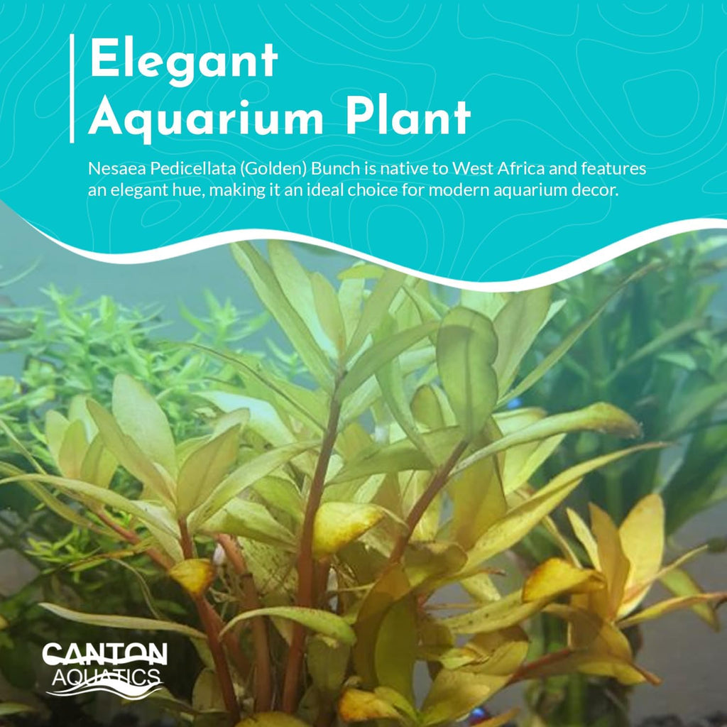 Nesaea Pedicellata (Golden) - Live Plants for Freshwater Aquarium - Freshwater Aquarium Stem Plant - Vibrant Golden Foliage - Ideal for Aquascaping & Fish Tanks - Bunch