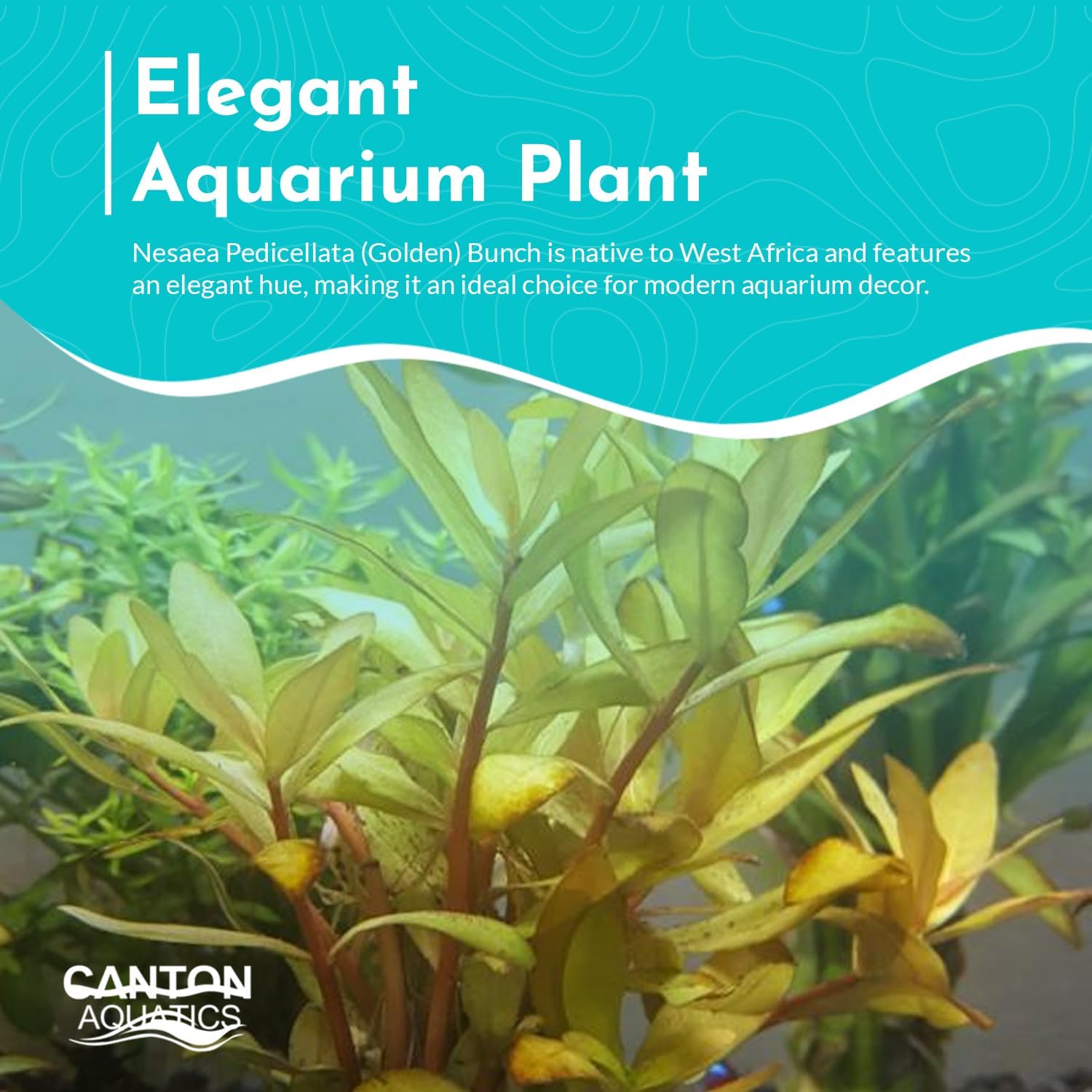 Nesaea Pedicellata (Golden) - Live Plants for Freshwater Aquarium - Freshwater Aquarium Stem Plant - Vibrant Golden Foliage - Ideal for Aquascaping & Fish Tanks - Bunch