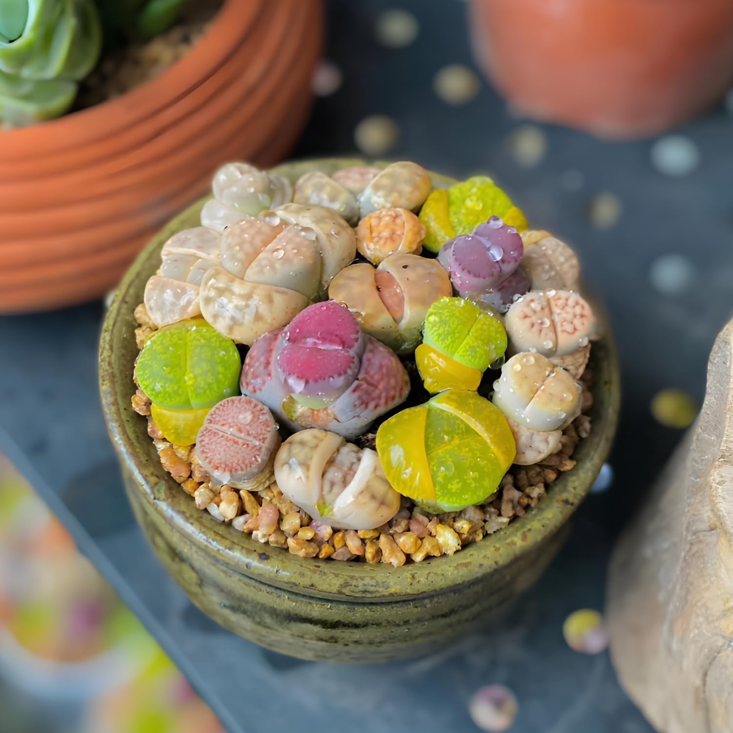 Lithops Large Random Mix Living Stones Succulent Plants Live | 10 Pcs Live Lithops Seedlings | Bare Root Without Pot or Soil, Suitable for Indoor or Outdoor Gardens & Office Use, Friend Plant Lovers