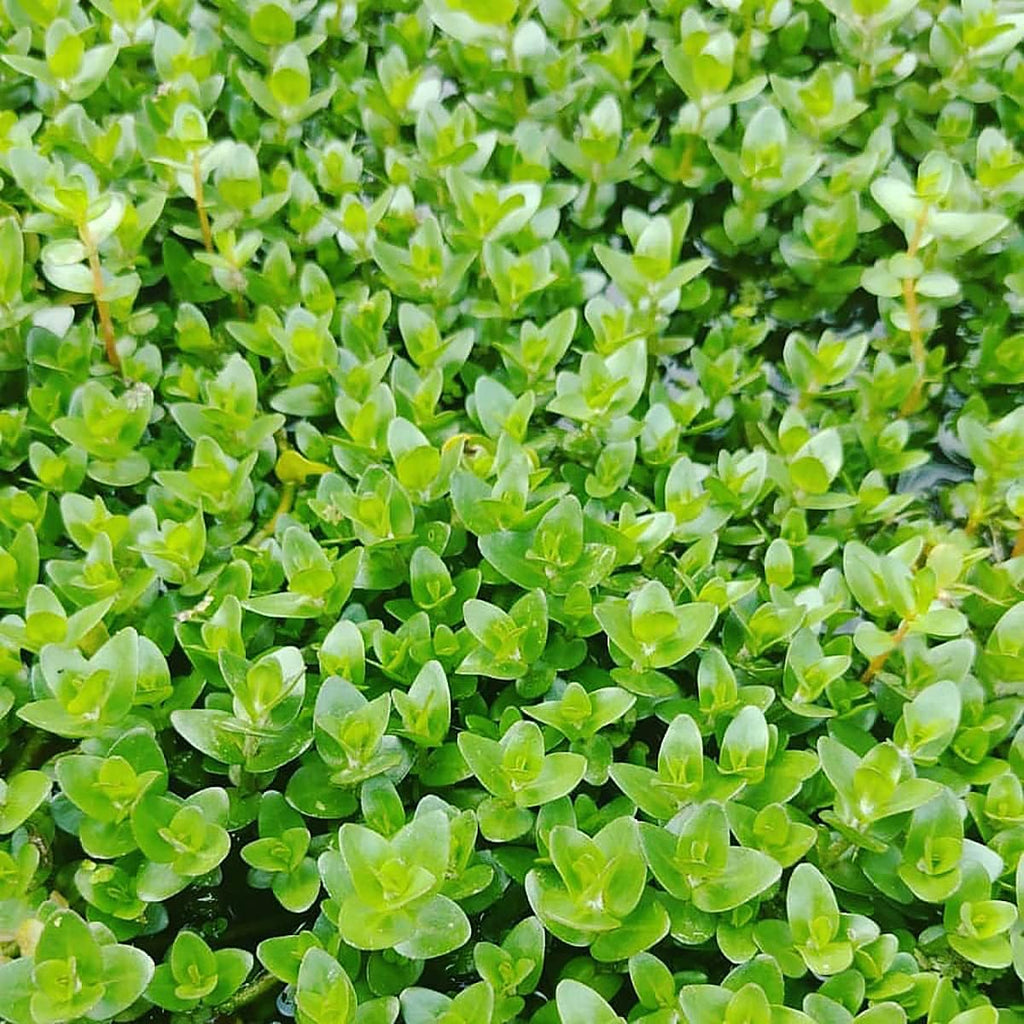 SubstrateSource Live Plant - Bacopa Caroliniana Red Tissue Culture Aquatic Live Aquarium Plant - 100% Snail Free in Vitro Cup (Bacopa Caroliniana Red)
