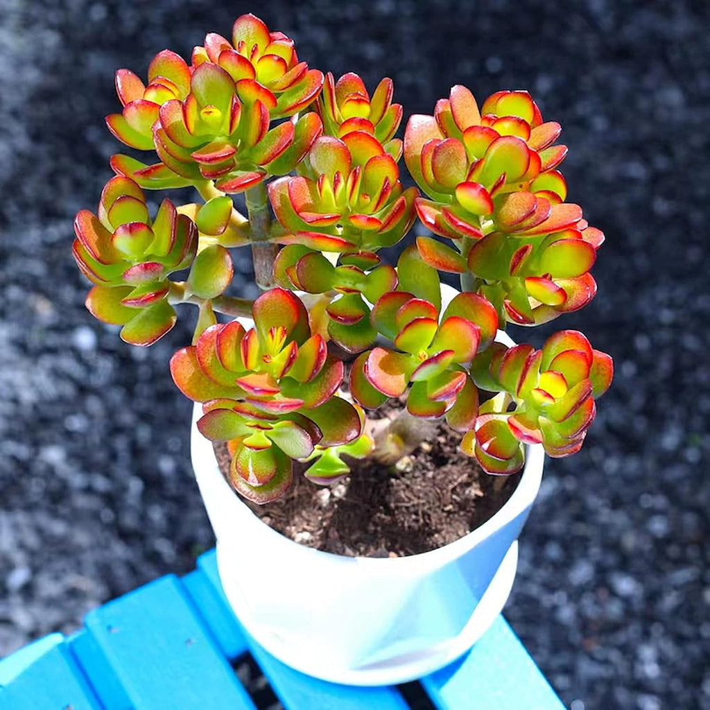 Dwarf Jade with White Stripe Pot, Live Crassula Ovata Crosby's Compact, Rare Cute Succulent Plant in 4" Planter, Home Office Décor