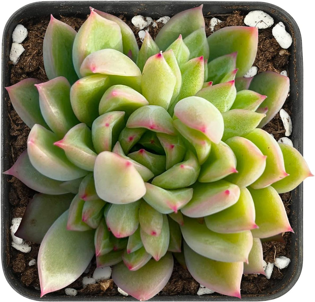 Sprout N Green Echeveria 'Mebina', Rare Live Succulent Plant in 2" Planter with Soil, Home Office Indoor Outdoor Wedding Decoration DIY Projects Party Favor