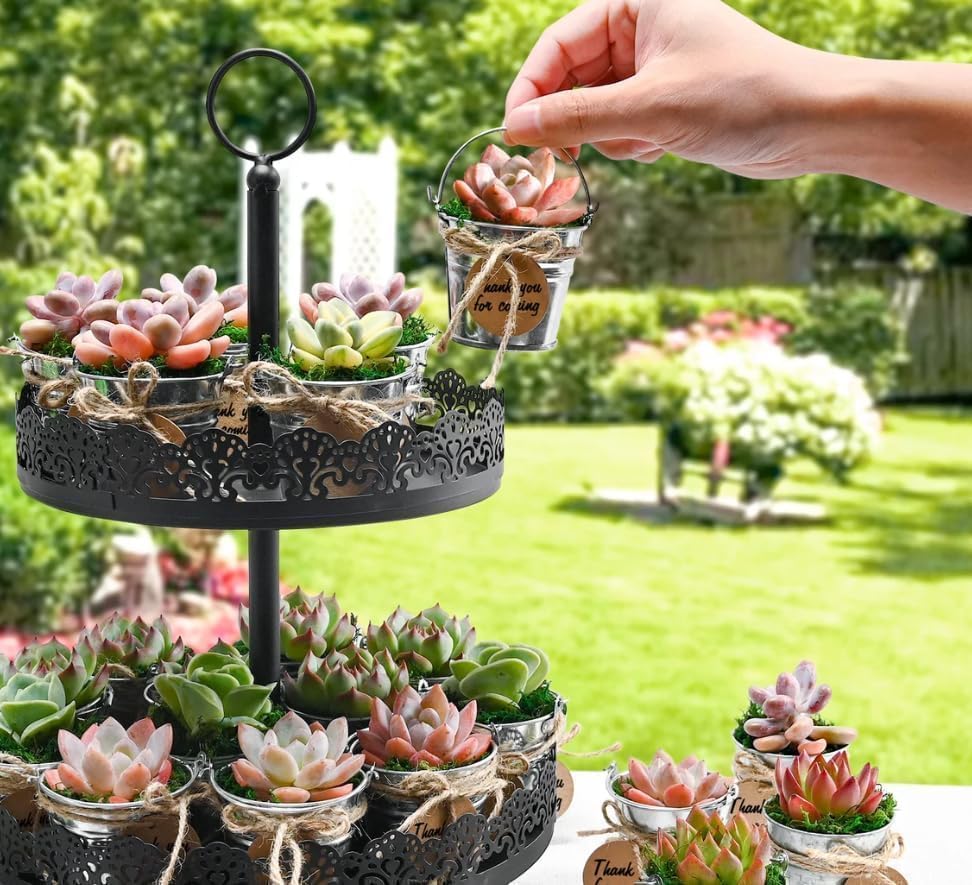 Sprout N Green Live Succulent Plants, 200 Pack Assorted Real Succulents Potted in 2" Starter Pot with Soil Mix, Rare Small Indoor House Plants for Home Garden Wedding Decor Party Favor
