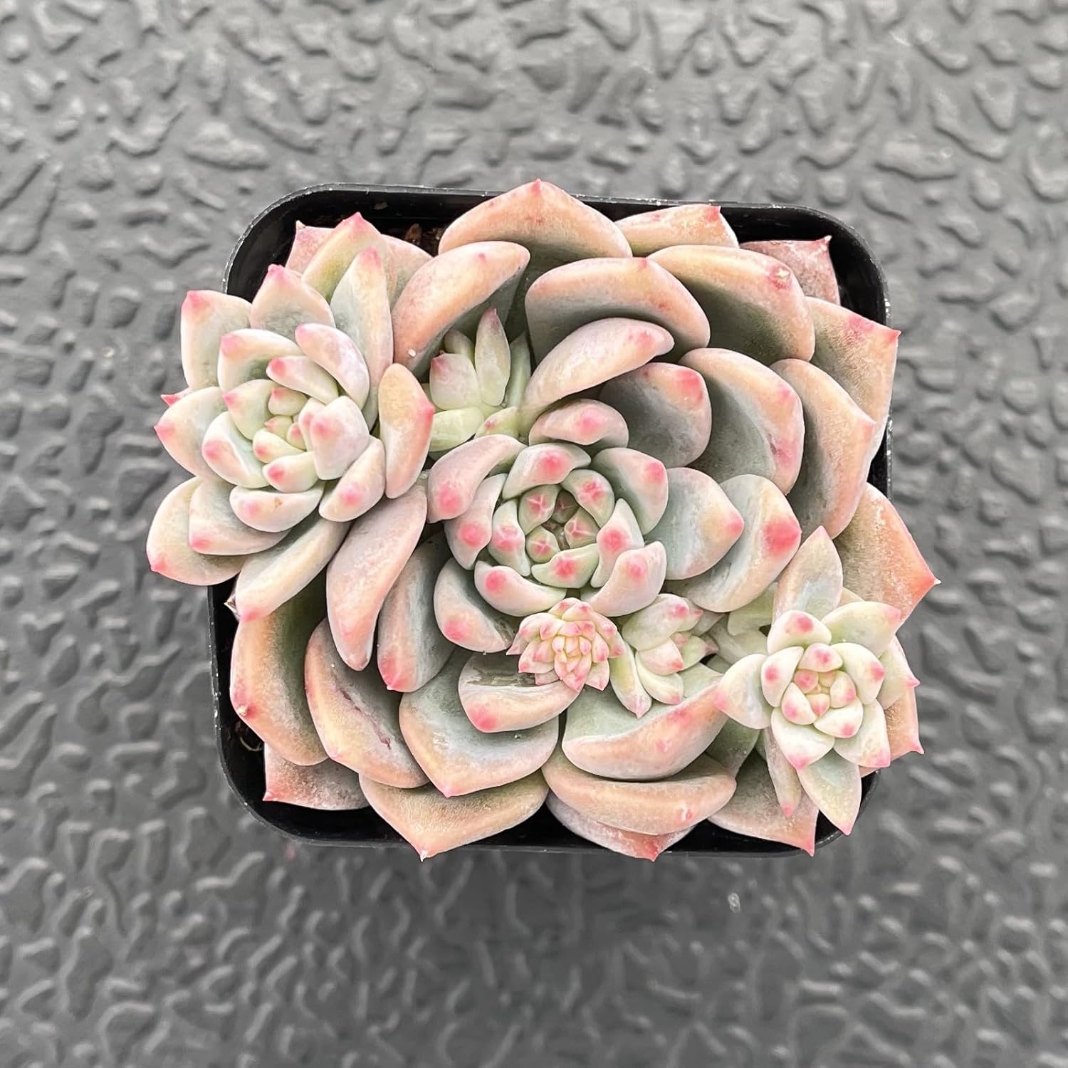 Sprout N Green Echeveria White Ice, Live Rare Succulent Potted 2" Planter, Real House Plant for Party Favors Home Indoor Outdoor Garden Wedding Decoration DIY Projects
