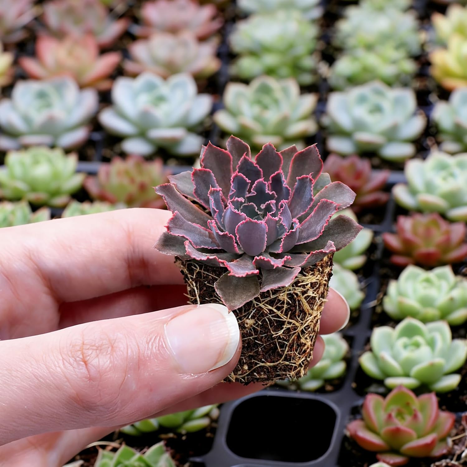 12 Pack Succulent Plants with Root and Soil, Easy to Grow (Assorted Varieties Without Pots)