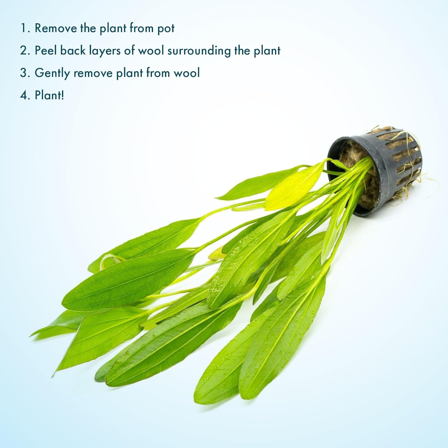 SubstrateSource Echinodorus Red Devil Sword Live Plant for Freshwater Aquariums, Natural Fish Tank Decorations, and Aquatic Decor (1 Pot (2-3 Plants))