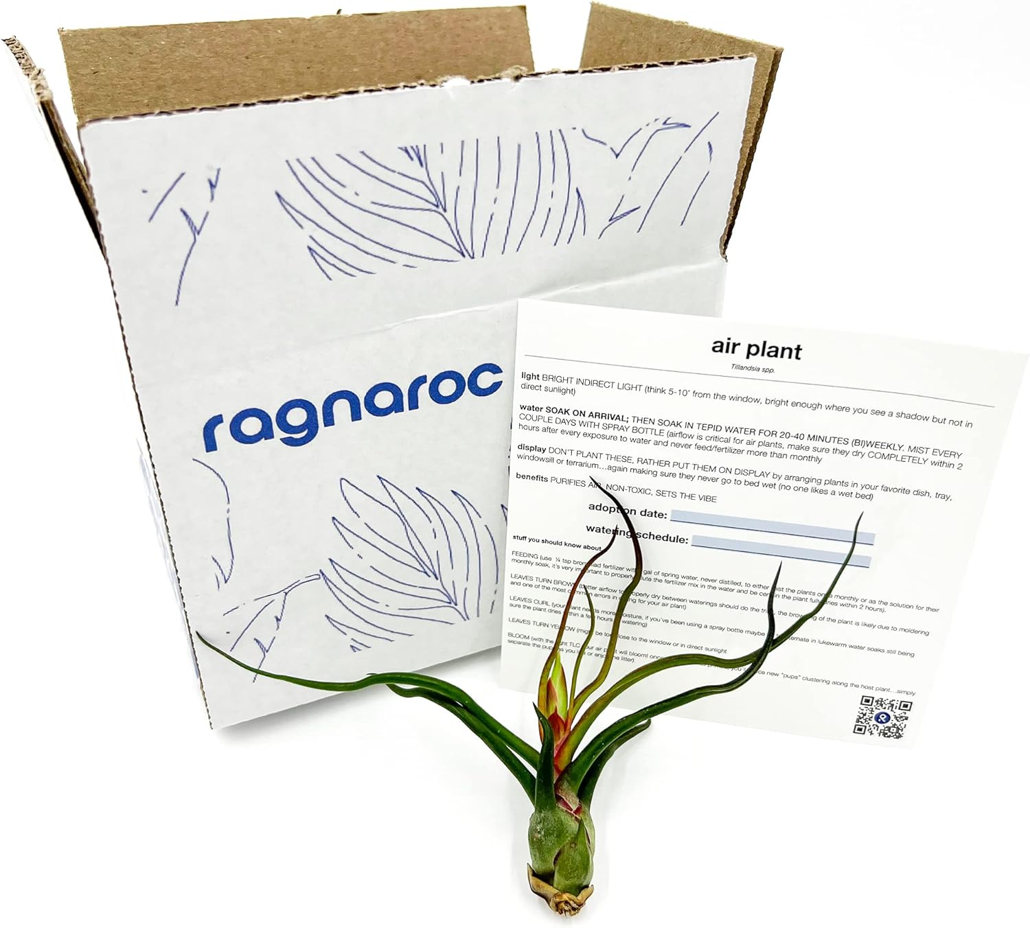 ragnaroc Air Plants - Flowering Tillandsia Bulbosa Guatemala, Large 3-5" - 1ct - Live Arrival Guaranteed - House Plants for Home Decor & Gift