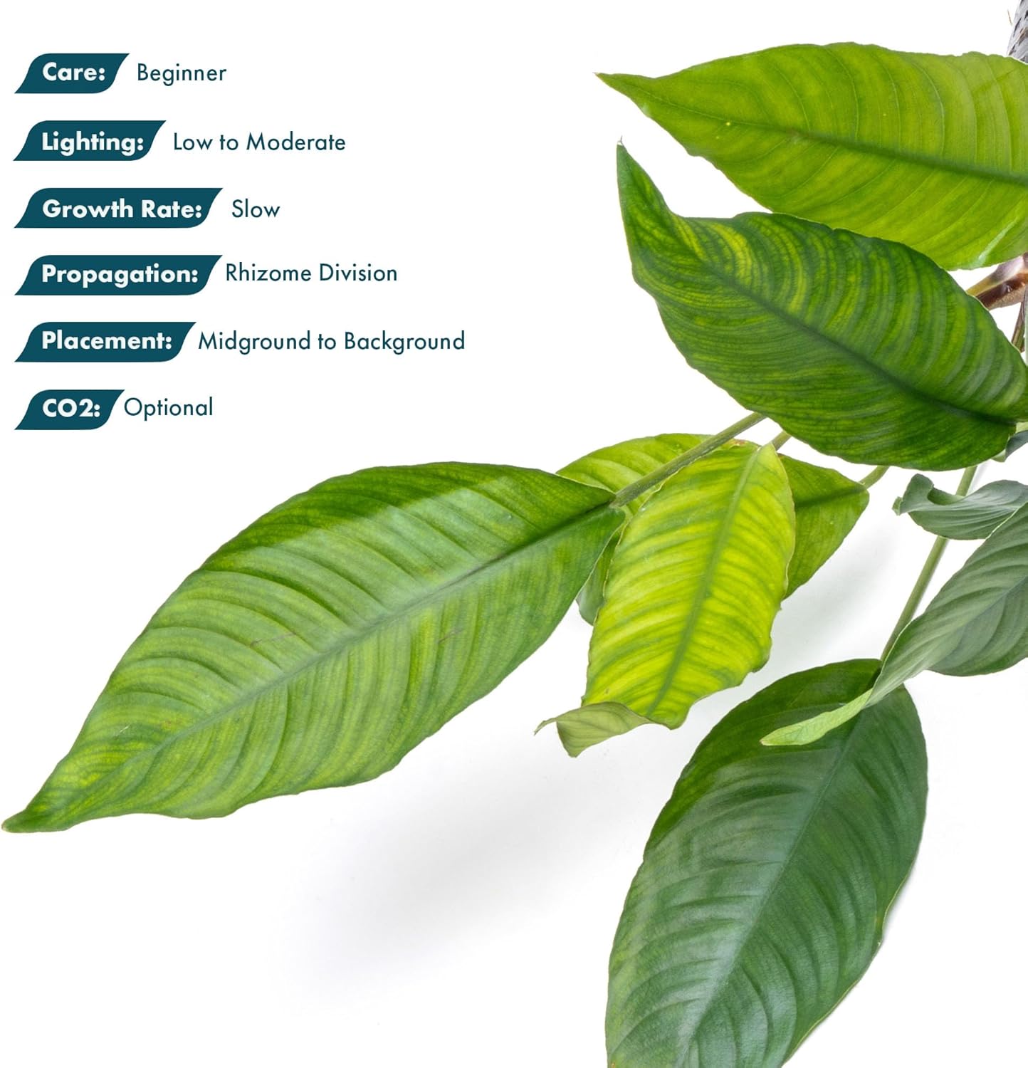 SubstrateSource Anubias Live Aquarium Plants - Potted Freshwater Plant for Fish Tanks, Terrariums - Beginner Friendly Low Light (Heterophylla, Mother Plant)