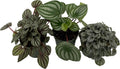 Peperomia Assortment - 3 Pack in 4" Pots