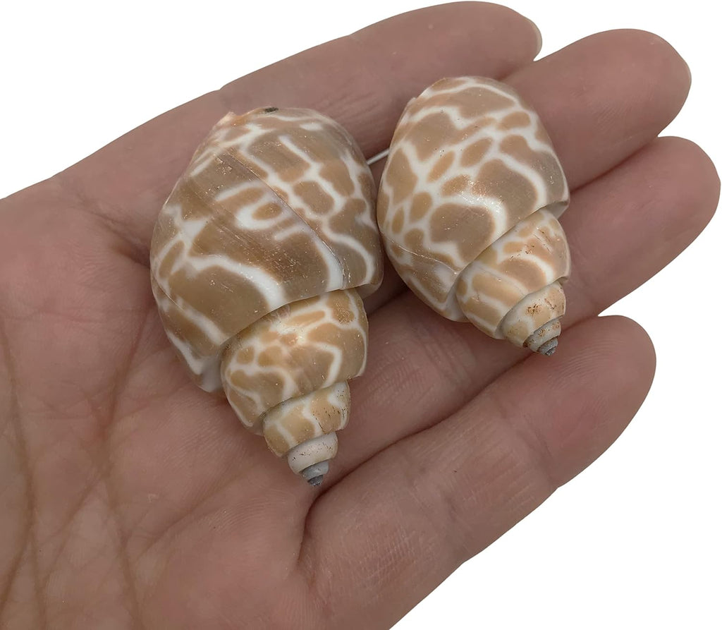 PEPPERLONELY 20PC Babylonia Spirata Hermit Crab Sea Shells, 1-1/4 Inch ~ 1-3/4 Inch