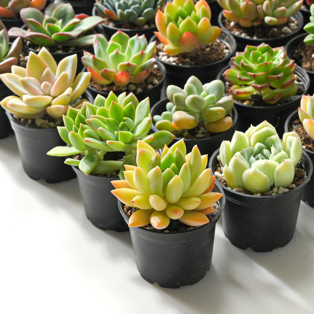Sprout N Green Live Succulent Plants, 30 Pack Assorted Real Succulents Potted in 2" Starter Pot with Soil Mix, Rare Small Indoor House Plants for Home Garden Wedding Decor Party Favor