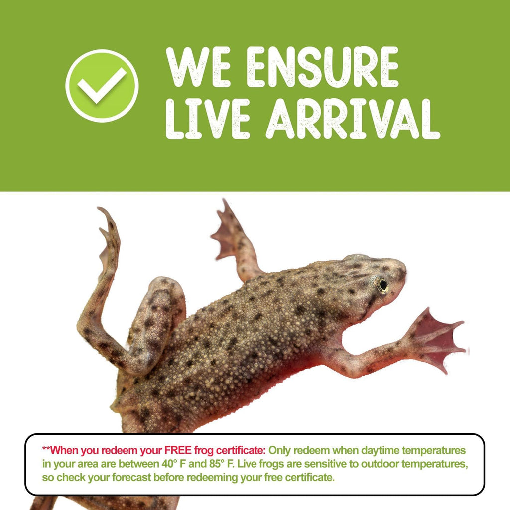 African Dwarf Frog Starter Kit- Includes Certificate for 2 Live Frogs- All-in-One Bundle with Book, Small Aquarium, Food, Instructions Now