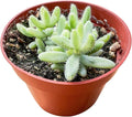 Live Succulent Plants Variegated 'Picklee Plant', Easy Care Potted Succulents in 4" Pots, Indoor Houseplant, Unique Gifts, Home Office Décor