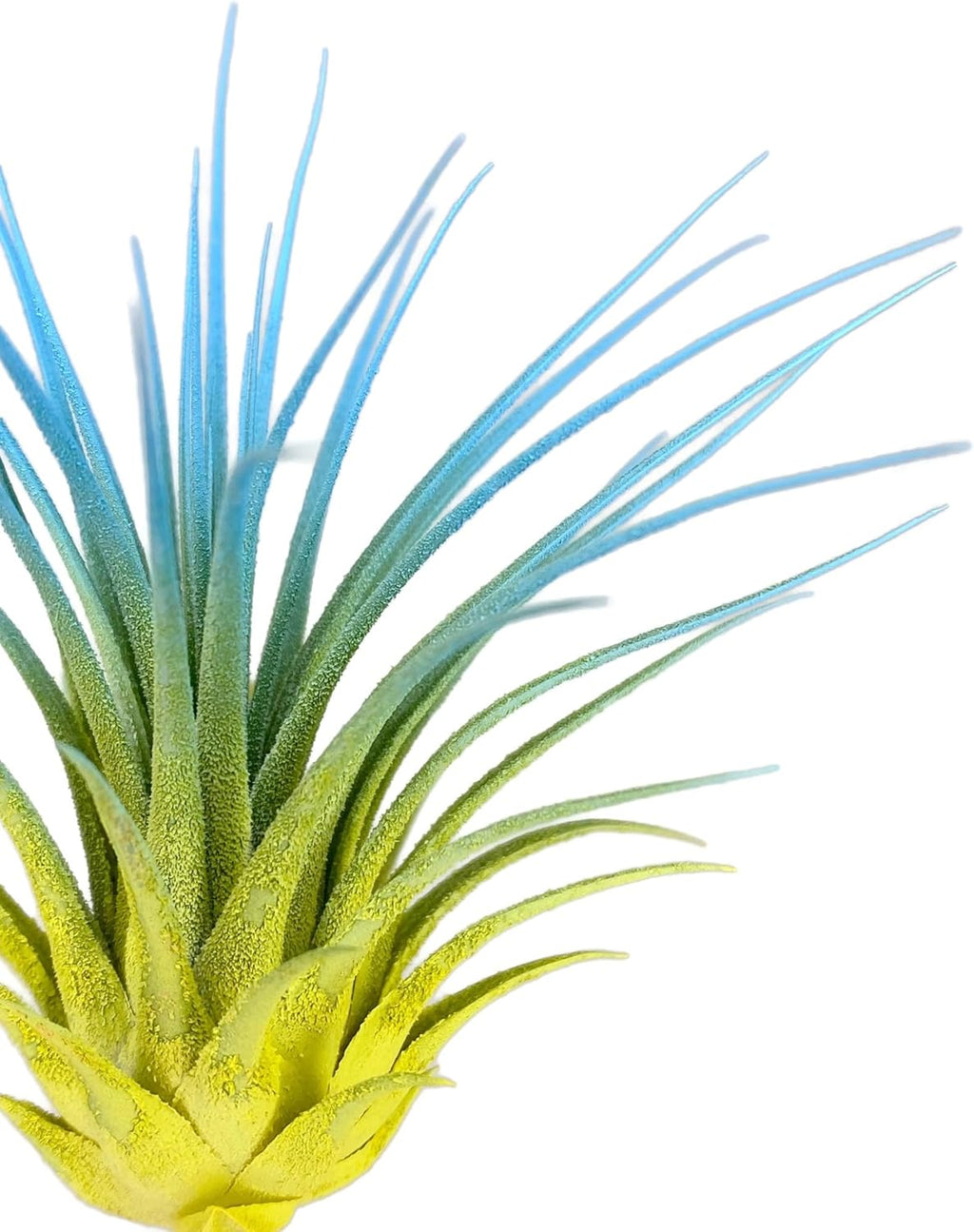 Rainbow Tillandsia Air Plant, Tillandsia Air Plant, Airplant, Air Purification, House Plant, Home Decor & Gift, Live Plant, Healthy Arrival Guarantee (Yellow/Baby Blue)