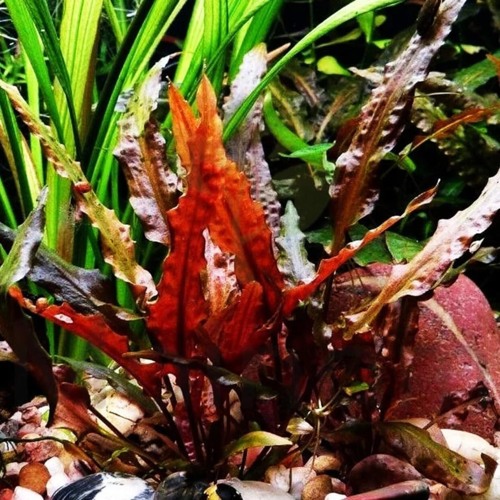 Red Cryptocoryne Wendtii Live Freshwater Aquarium Plants, Live Aquarium Pond Aquatic Plant