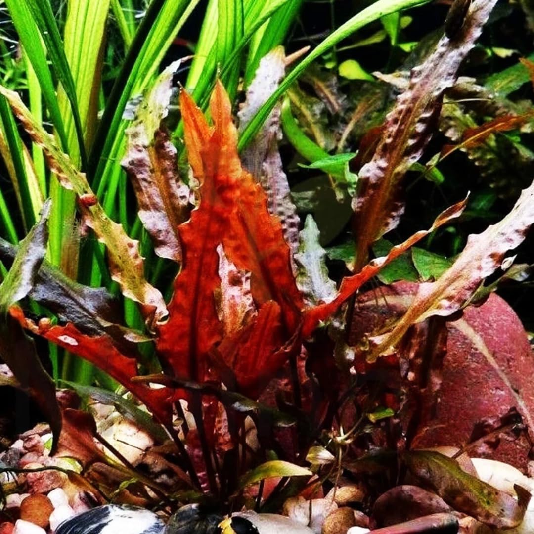 Red Cryptocoryne Wendtii Live Freshwater Aquarium Plants, Live Aquarium Pond Aquatic Plant