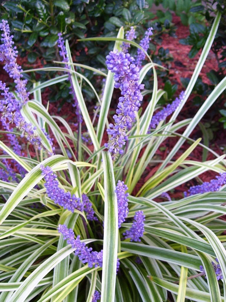 Variegated Liriope | 10 Live Plants | Liriope Muscari Variegata | Ornamental Ground Cover Plants | Evergreen Foliage