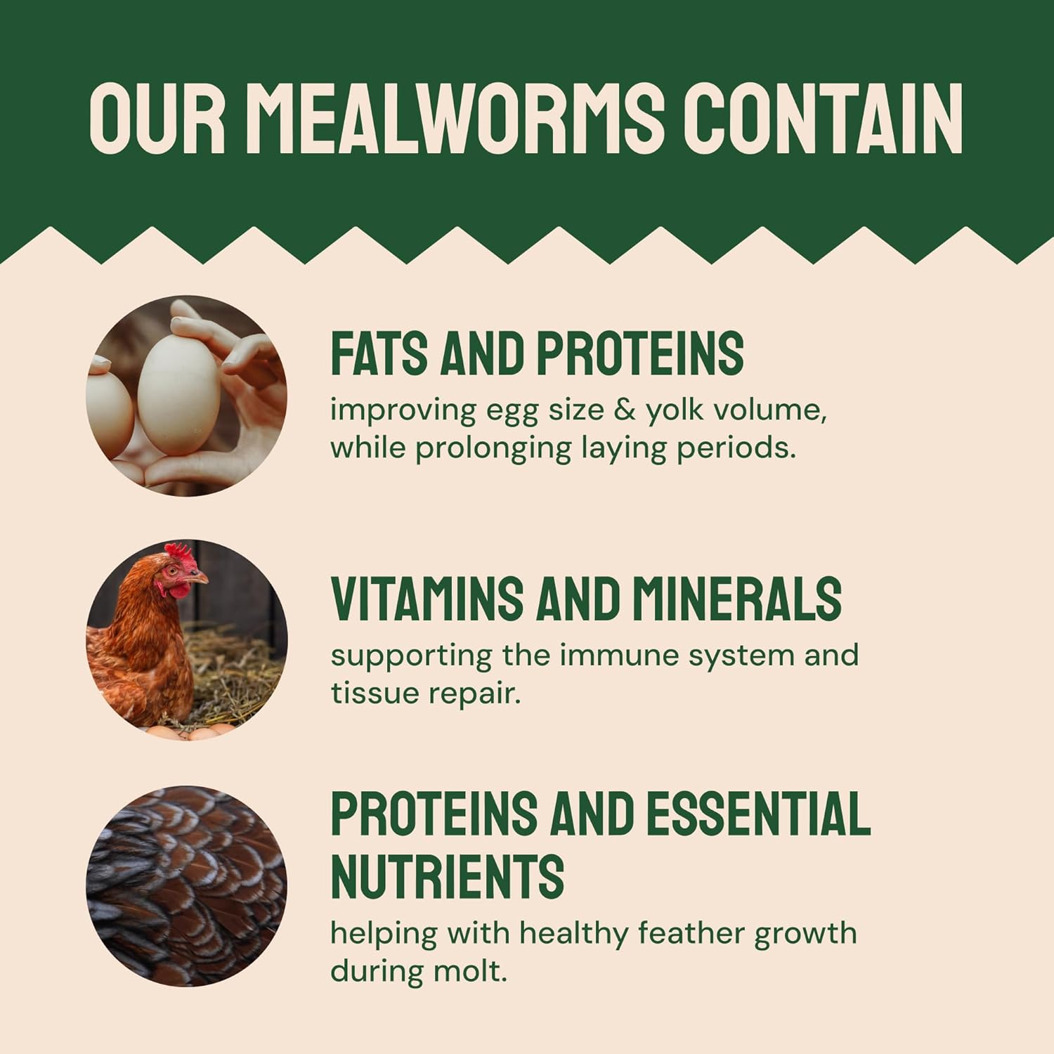 Hatortempt Dried Mealworms - 5 Lb, Non-GMO & Organic - High-Protein Mealworms for Wild Birds & Ducks, Chicken Treats & Bird Food