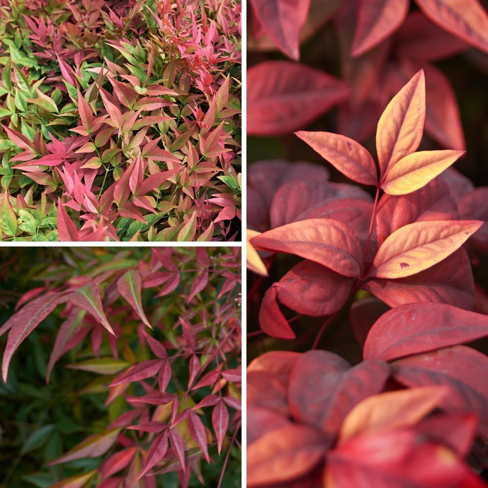 Dwarf Nandina Shrub, Ornamental Nandina Live Plant for Growing, Dormant in Winter (2.5 Inch)