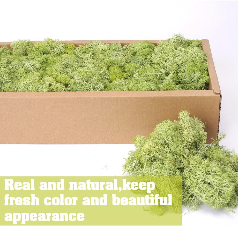 Preserved Reindeer Craft Moss-17.6oz Natural Green DIY Kit Gardenning Art Wall Florist Moss Terrariums Gardenning Decor Landscape Garden Decor(Shallow Green 17.6 OZ)