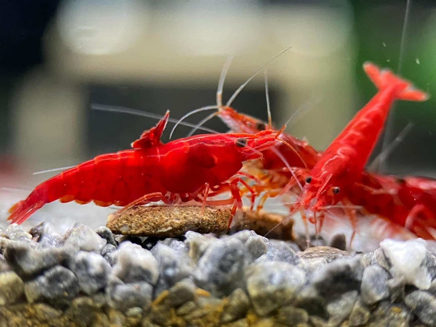 7 Orange & 7 Blue Dream & 7 Fire Red Three Mix Colors Live Shrimps Freshwater Shrimp High Grade Live Shrimps – Freshwater Shrimp Aquarium Inverts – with Live Arrival Guarantee (Pack of 21+)