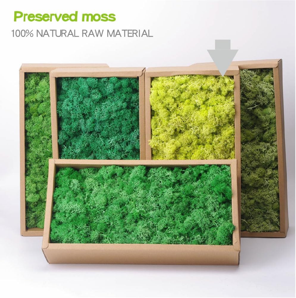 Preserved Reindeer Craft Moss-17.6oz Natural Green DIY Kit Gardenning Art Wall Florist Moss Terrariums Gardenning Decor Landscape Garden Decor(Yellow Green 17.6 OZ)