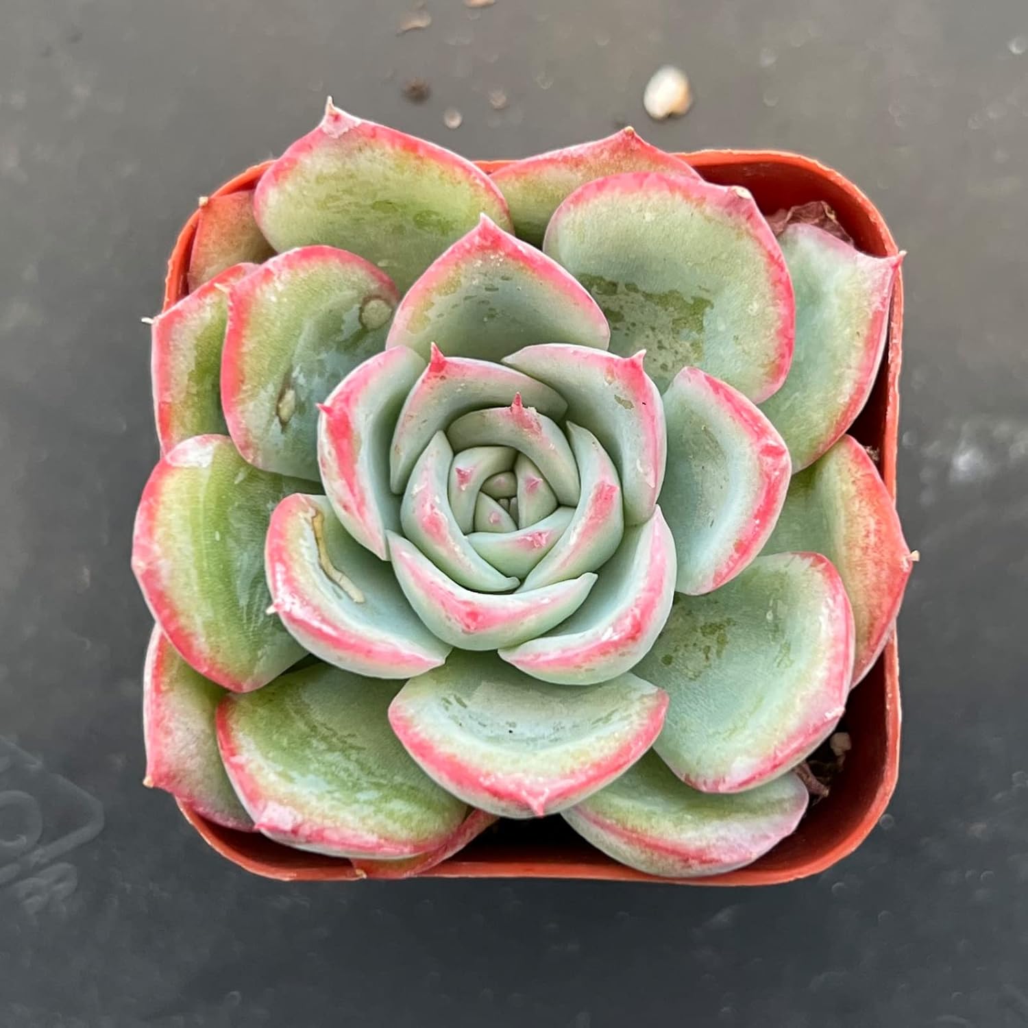 Sprout N Green Echeveria 'Silhouette', Mini Live Succulent Fully Rooted in 2 inch Starter Pot with Soil Mix, House Plant for Indoor Outdoor Home Office Wedding Decoration Party Favor