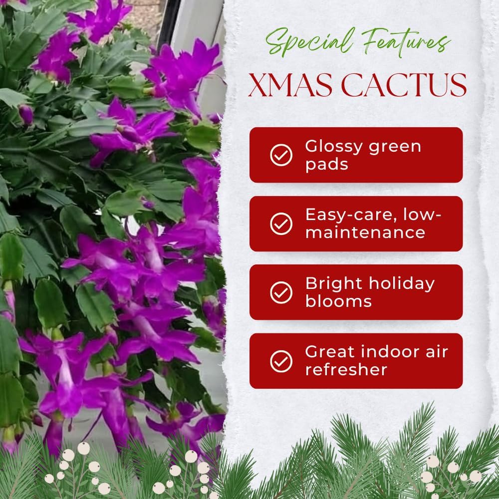 Purple Christmas Cactus Plant, Well Rooted Flowering Cactus Live in 4'' Pot, Indoor Outdoor Planting