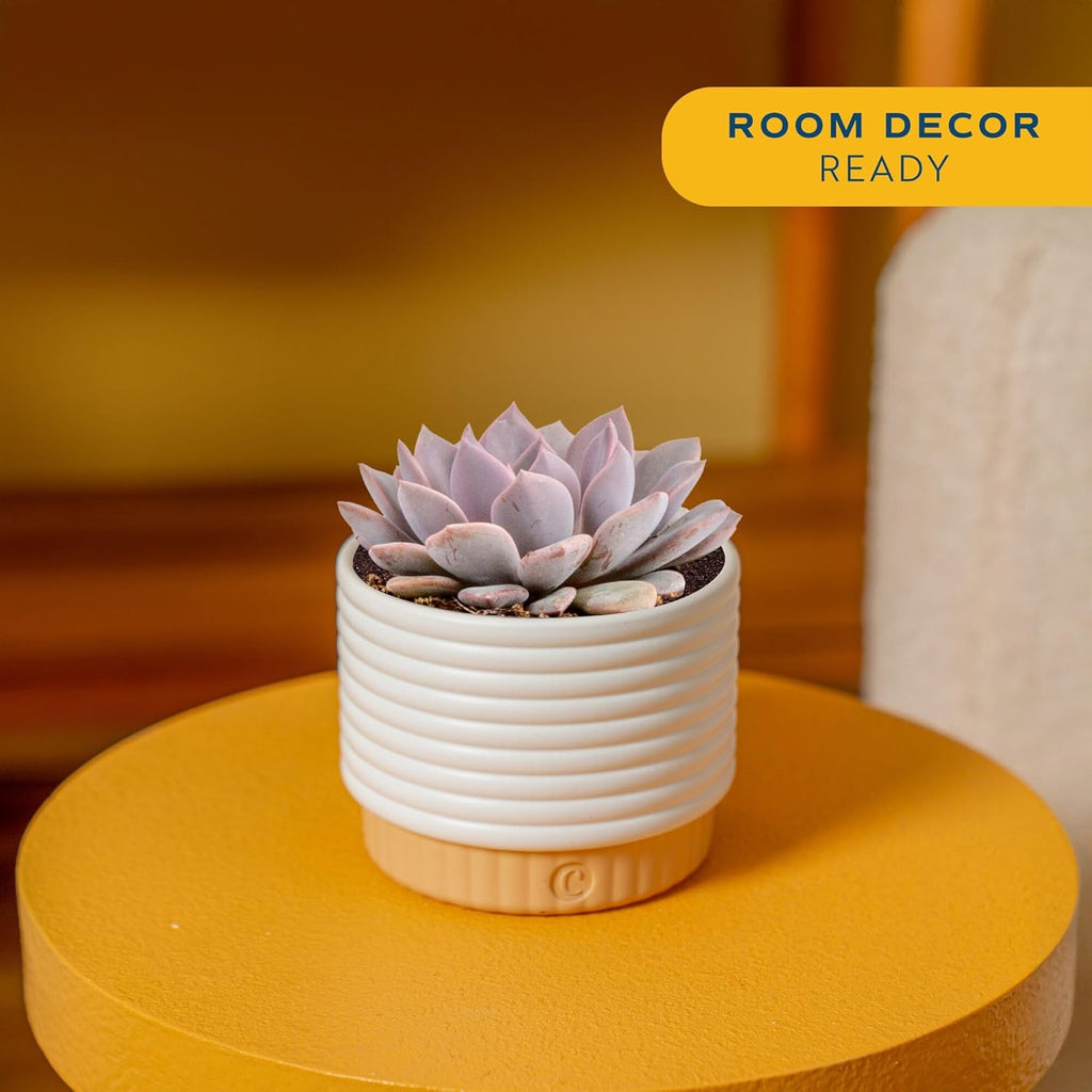 Costa Farms Live Succulent Plant, 6-Inches Tall Indoor Houseplant, Hand-Selected Variety, Easy to Grow in 4-Inch Succulent Pot, Room Decor for Home or Office