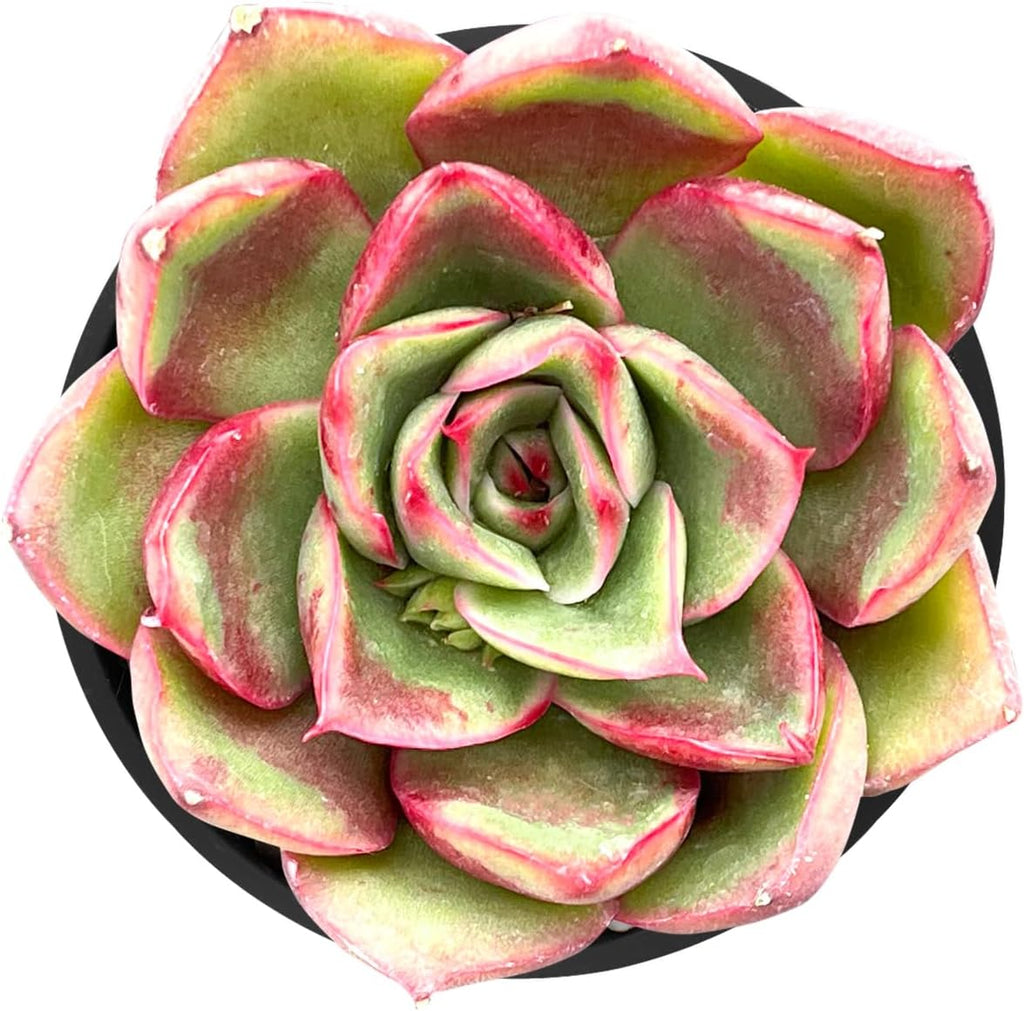 Sprout N Green Echeveria 'Paso Dobel', Live Rare Succulent Potted 2" Planter, Real House Plant for Party Favors Home Indoor Outdoor Garden Wedding Decoration DIY Projects