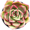 Sprout N Green Echeveria 'Paso Dobel', Live Rare Succulent Potted 2" Planter, Real House Plant for Party Favors Home Indoor Outdoor Garden Wedding Decoration DIY Projects