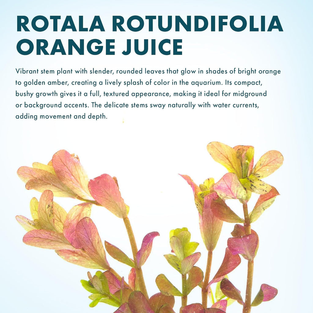 SubstrateSource Live Aquarium Stem Plants - Freshwater Aquatic Plant for Fish Tanks, Aquascaping - (Rotala Rotundifolia Orange Juice, 1 Bunch)