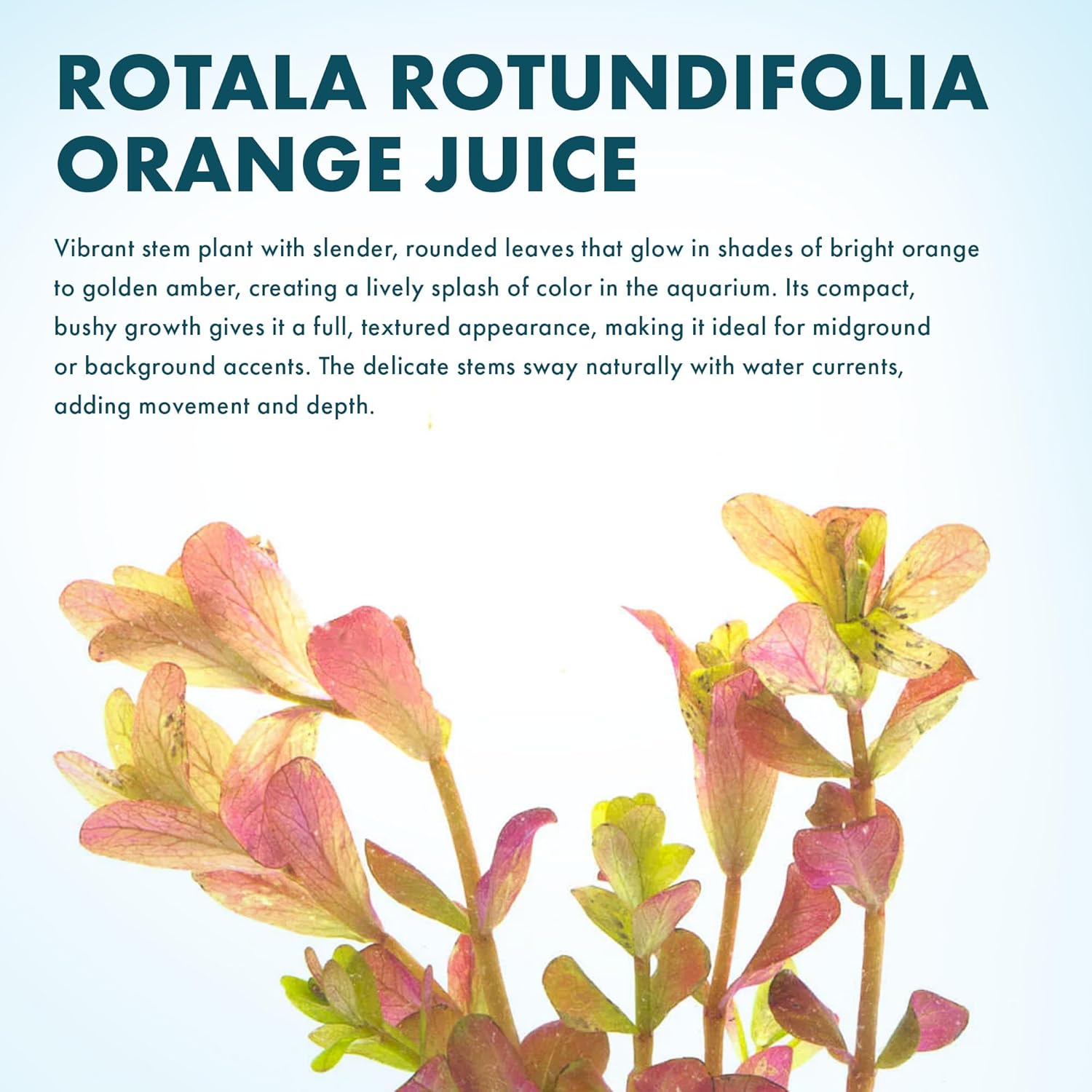 SubstrateSource Live Aquarium Stem Plants - Freshwater Aquatic Plant for Fish Tanks, Aquascaping - (Rotala Rotundifolia Orange Juice, 1 Bunch)