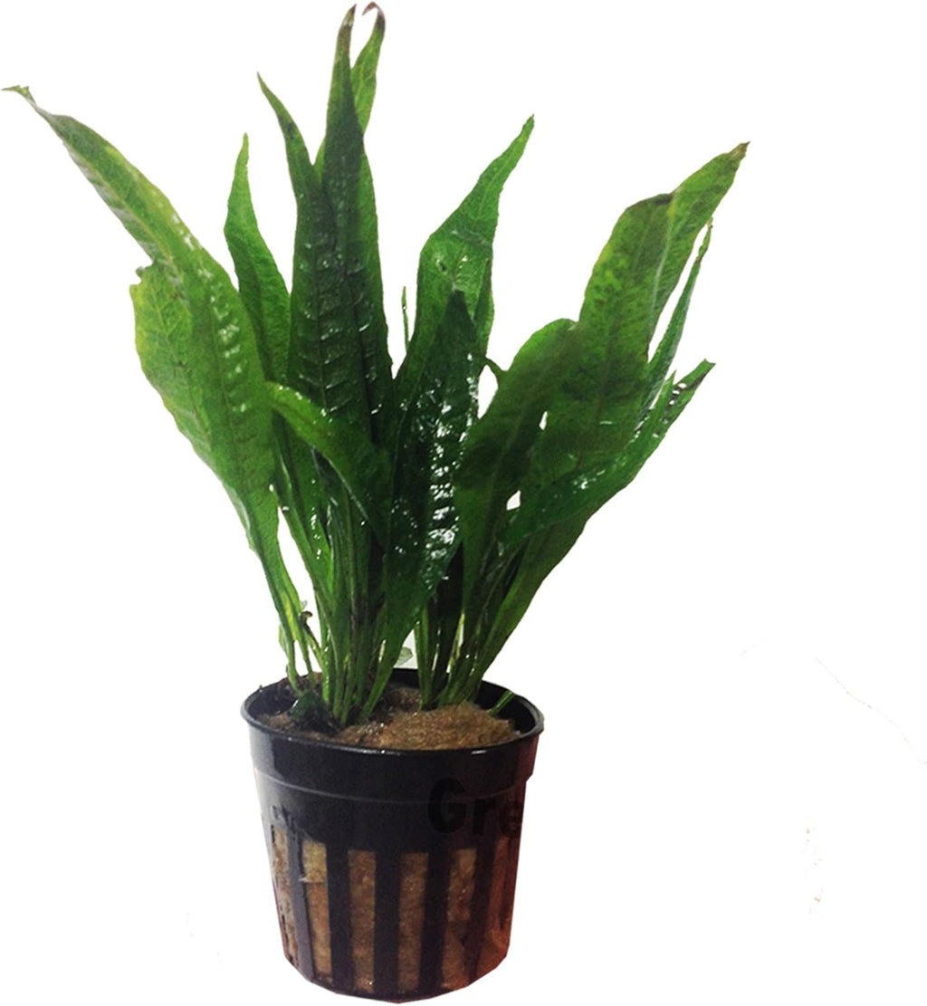 3 Water Fern Package Bolbitis | Windelov | Pteropus Hardy Leaf Live Potted Aquarium Plants for Freshwater Fish Tank by Greenpro
