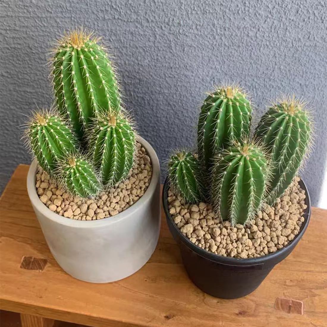 Succulent and Cactus Maifanitum Stones Garden Accessorie Rocks Pumice for Indoor Plants, Bonsai, Fairy Gardening, Vases Fillers, Terrarium, 2lb